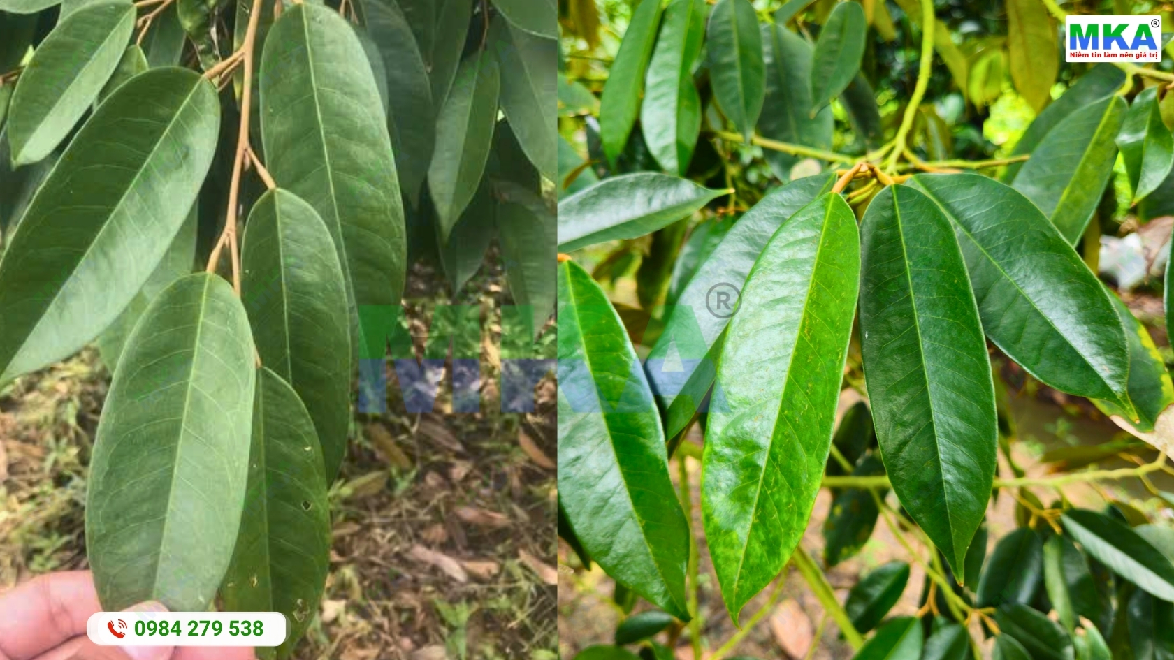 Bộ lá trưởng thành, một trong những yếu tố cần đánh giá trước khi xử lý ra hoa